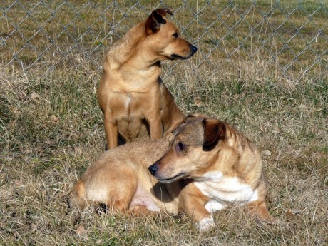Roki i Larek