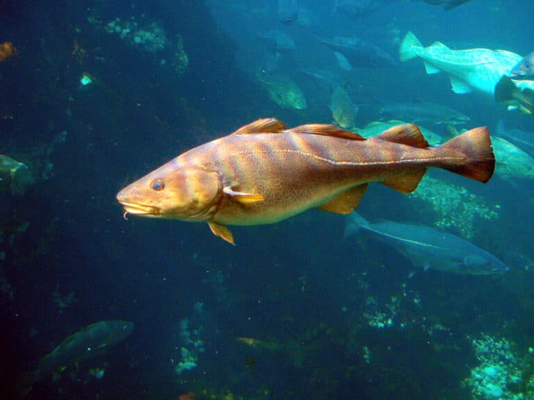 Dorsz atlantycki (Gadus morhua) w akwarium Atlanterhavsparken w Norwegii